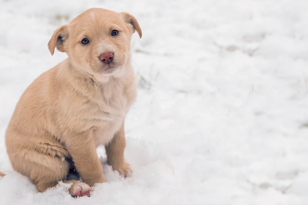 puppy dog wandering. Golden Retriever puppy in the snow