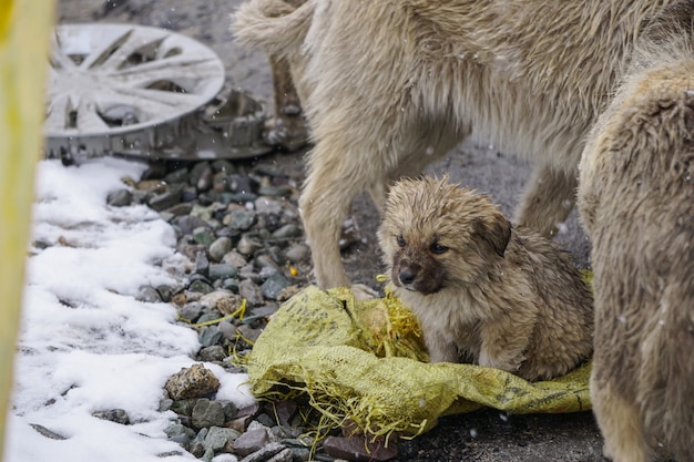 子犬の徘徊。子犬の雪