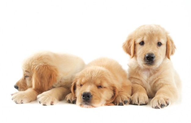 puppy dog on white background