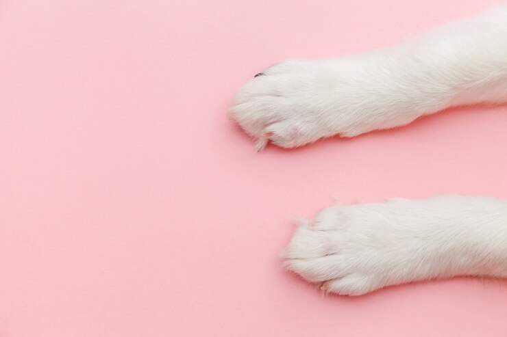 ピンクのパステル調のトレンディな背景に分離された子犬犬の白い足