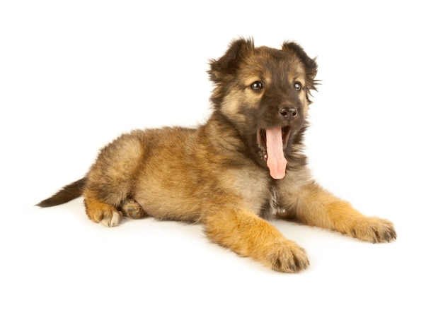 puppy dog on white wall