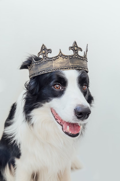 白で隔離の王冠を身に着けている変な顔のボーダーコリーと子犬の犬 プレミアム写真