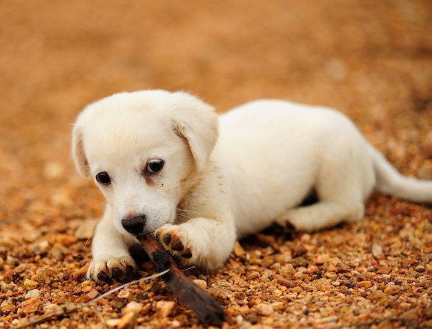 Foto cucciolo di cane