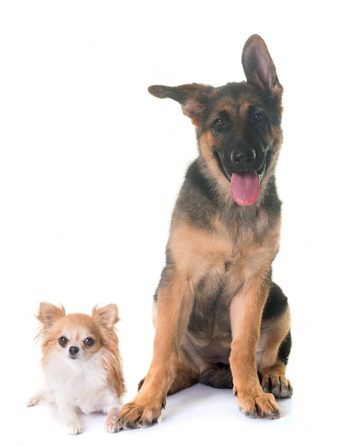 puppy Duitse herder en chihuahua