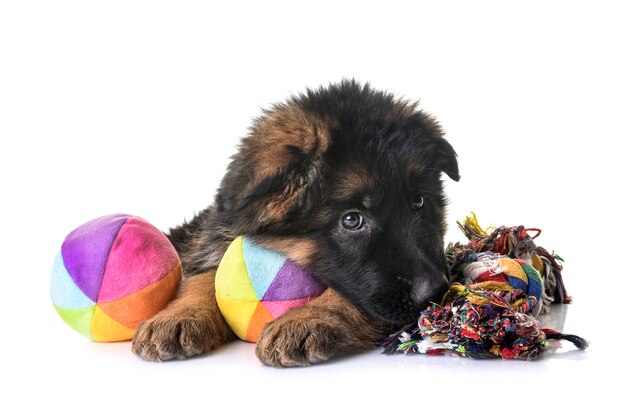 Puppy Duitse herder geïsoleerd op wit