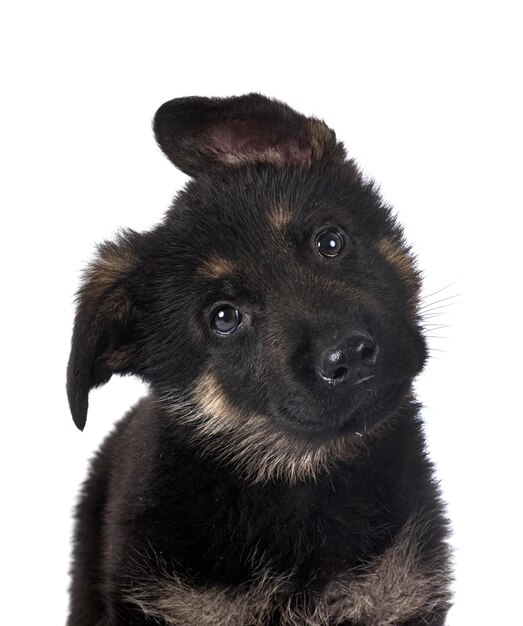 Puppy Duitse herder voor een witte achtergrond
