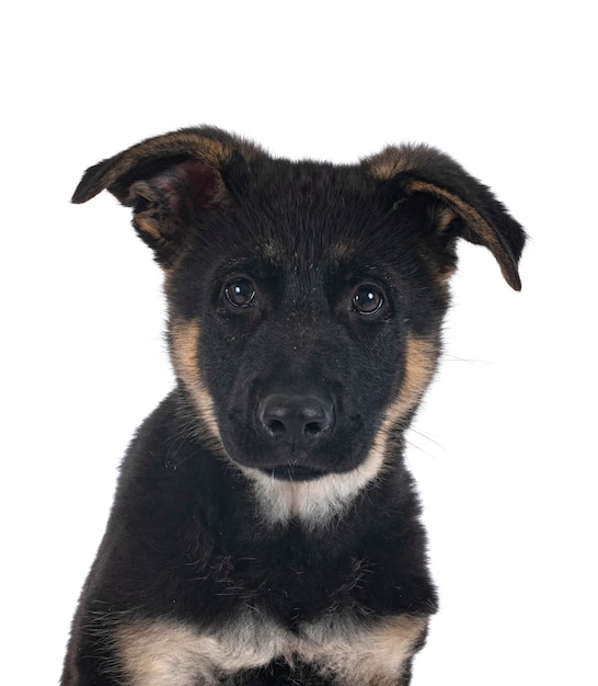 Puppy Duitse herder voor een witte achtergrond
