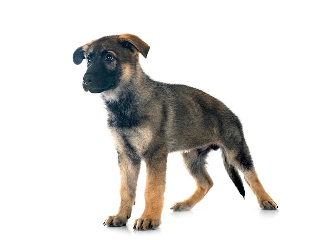 puppy Duitse herder