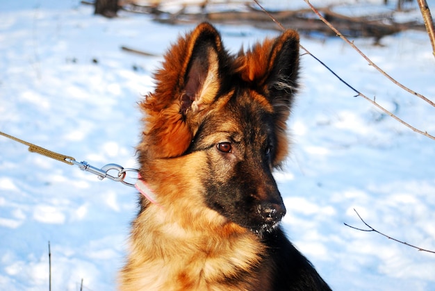 Puppy Duitse herdershond portret in de winter op een wandeling met een leiband tegen de sneeuw