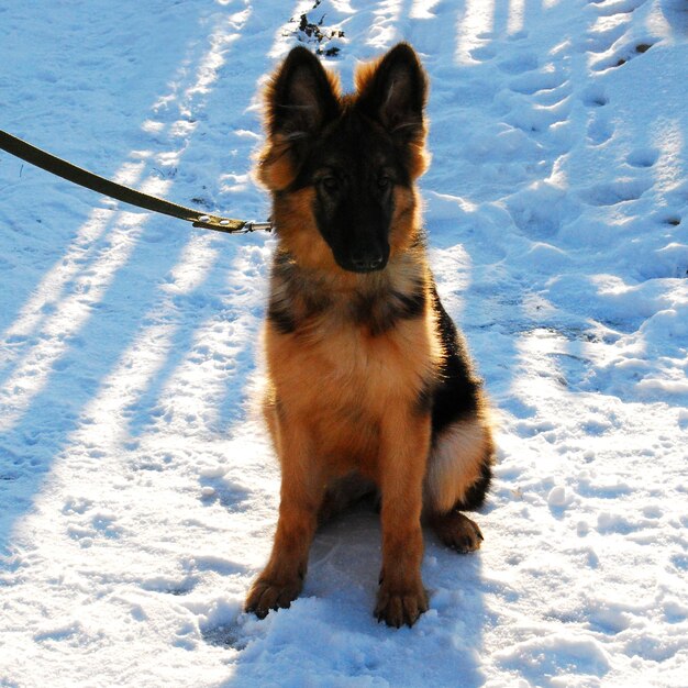 Puppy Duitse herdershond speelt in de winter tijdens een wandeling met leiband tegen de sneeuw