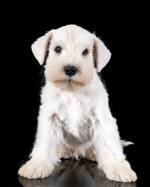 Puppy dwergschnauzer in studio