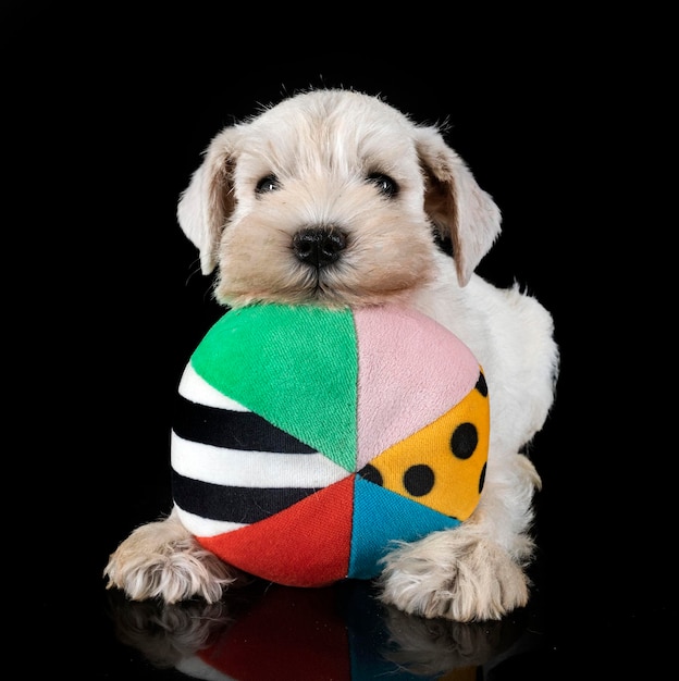 Puppy dwergschnauzer in studio