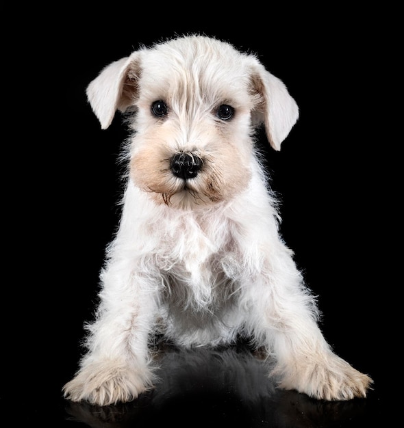 Puppy dwergschnauzer in studio