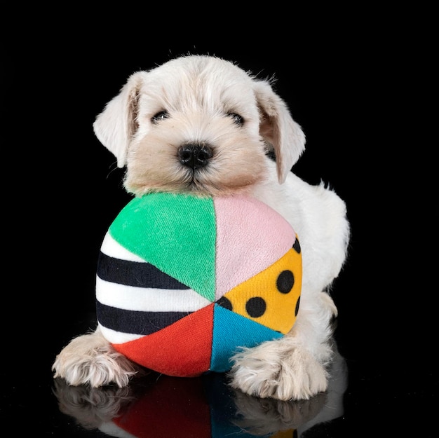 Puppy dwergschnauzer in studio