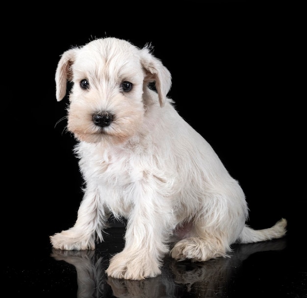 Puppy dwergschnauzer in studio