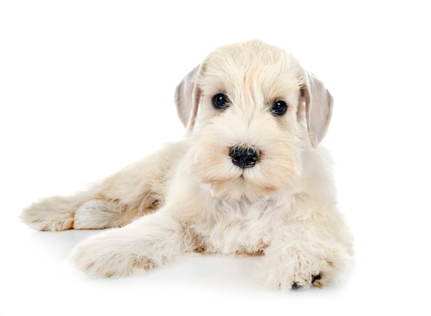 Puppy dwergschnauzer voor witte achtergrond