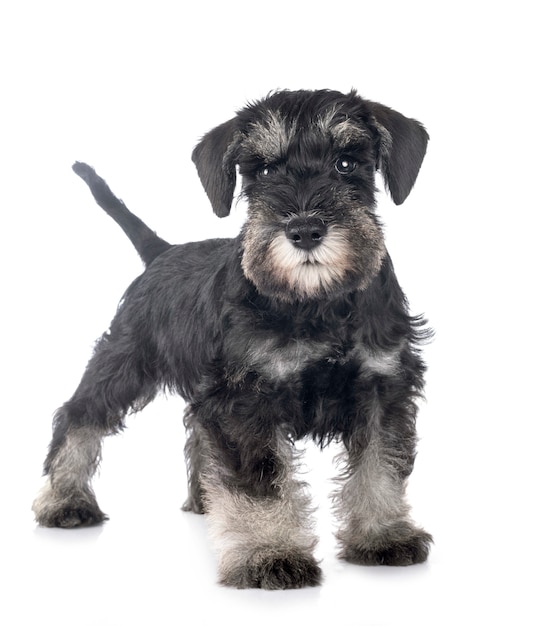 Foto puppy dwergschnauzer