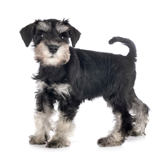 Puppy dwergschnauzer