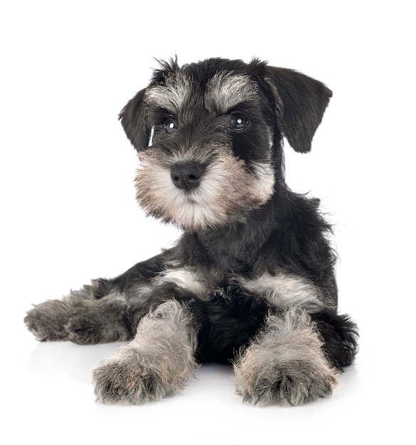 Puppy dwergschnauzer