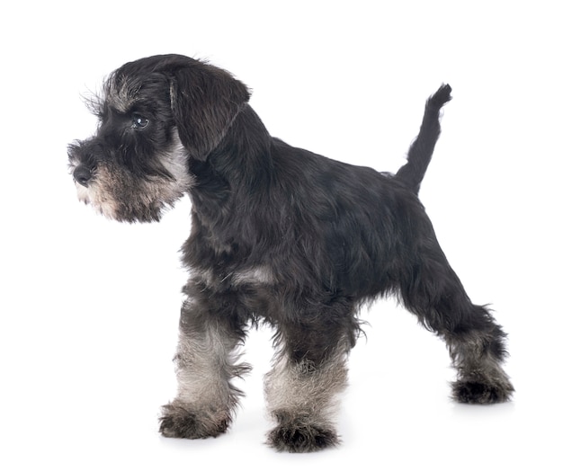 Puppy dwergschnauzer