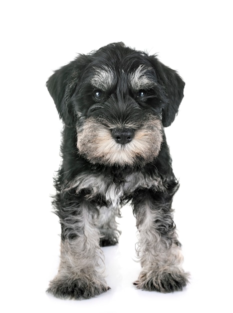 puppy dwergschnauzer