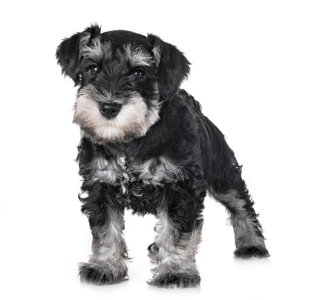 Puppy dwergschnauzer