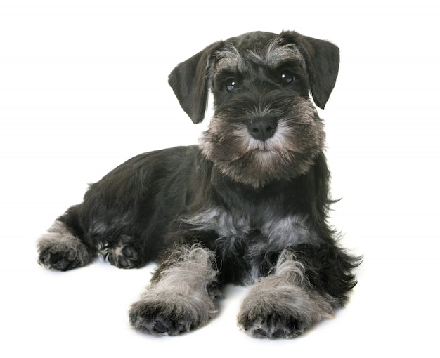 Puppy dwergschnauzer