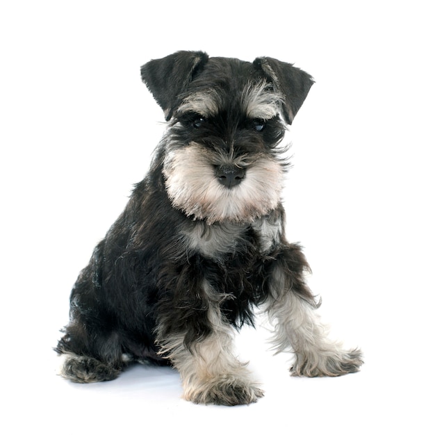 puppy dwergschnauzer