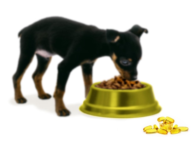 오메가 3 흰색 배경 복사 공간이 있는 사료를 먹는 강아지는 생선 기름 반점에 초점을 맞춘 건강한 애완동물 음식을 먹습니다.