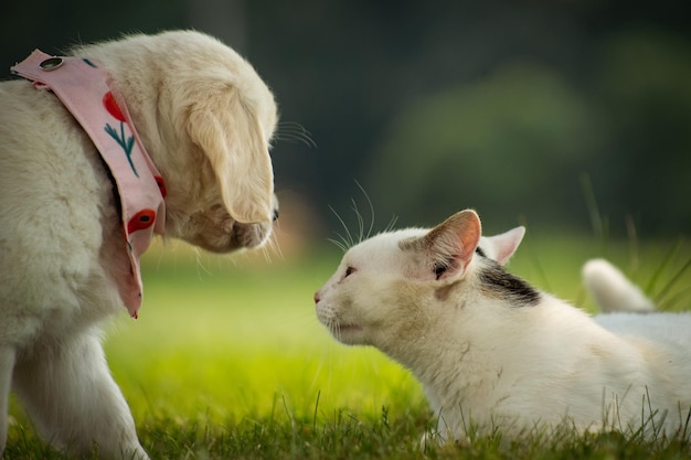 Puppy en een kat die buiten op het gras spelen