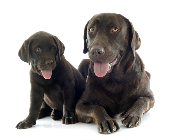 Puppy en volwassen labrador retriever