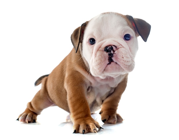 Cucciolo bulldog inglese