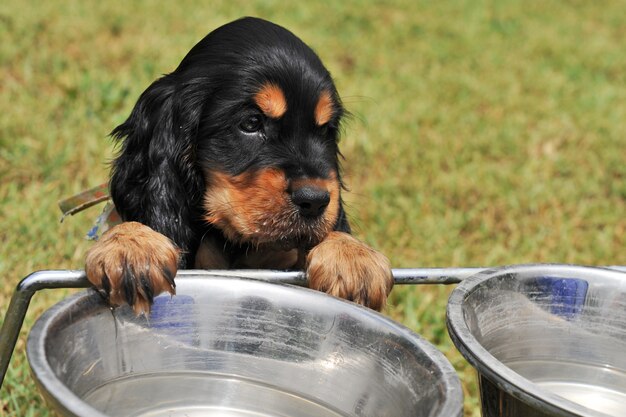 Photo puppy english cocker