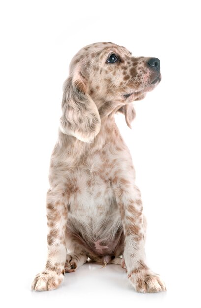 Puppy english setter