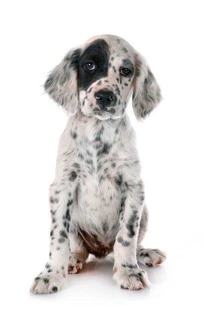 Puppy english setter