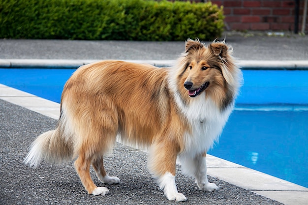 Cucciolo femmina ruvido rivestito nero e zibellino razza pura pedigree lassie collie in piedi vicino alla piscina