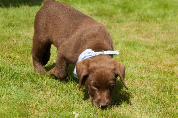 Photo puppy on field