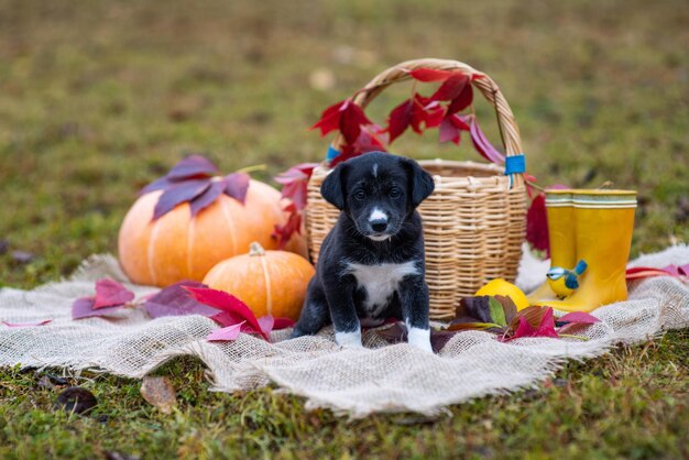 Photo puppy in a field