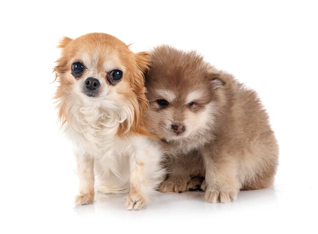 Puppy Finnish Lapphund and chihuahua