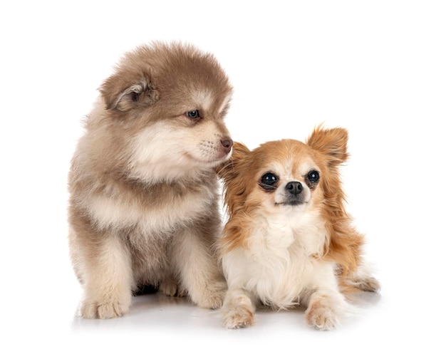 Puppy Finnish Lapphund and chihuahua