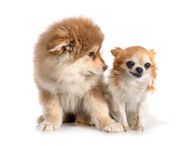 Puppy Finnish Lapphund and chihuahua