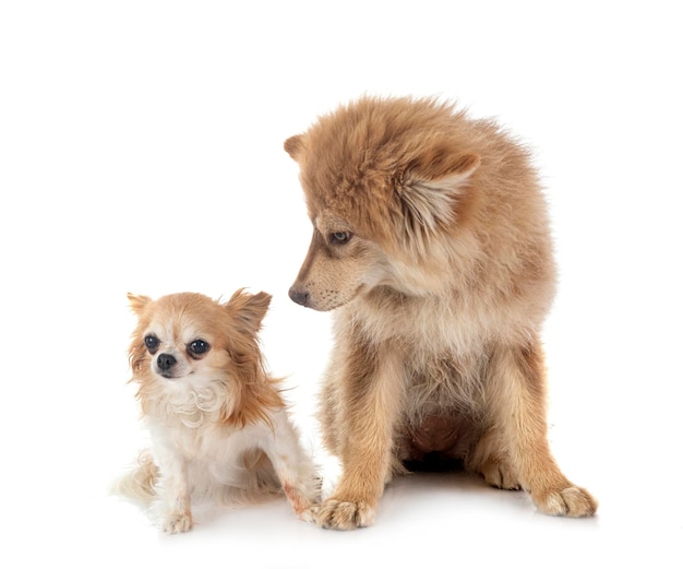 Puppy Finnish Lapphund and chihuahua