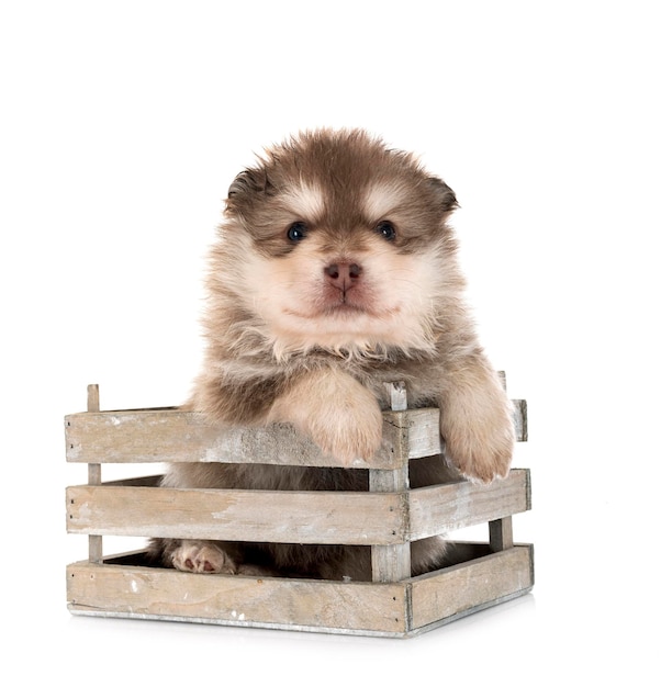 Puppy Finnish Lapphund in front of white background