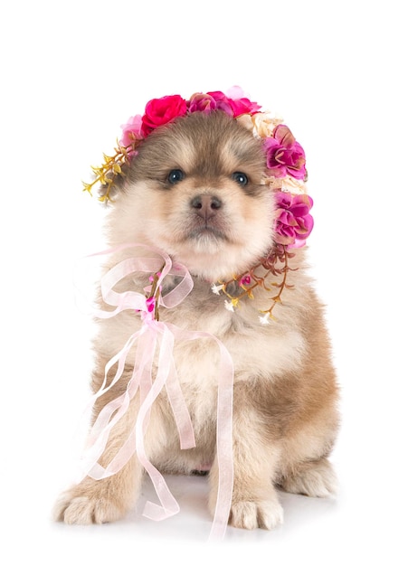 Puppy Finnish Lapphund in front of white background