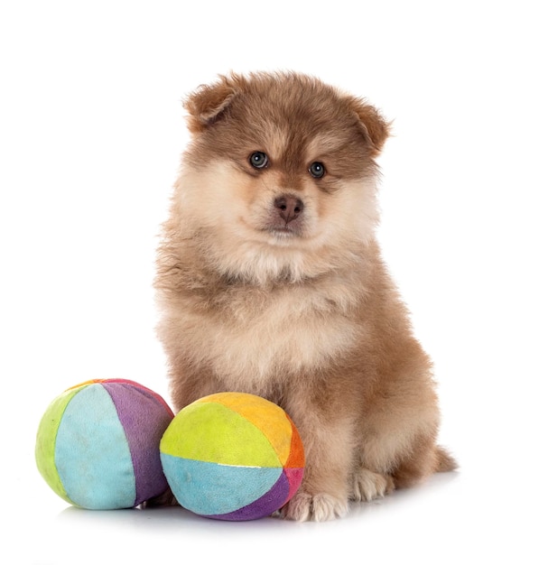 Puppy Finnish Lapphund in front of white background