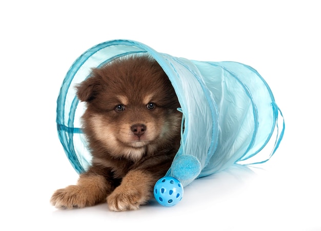 Puppy Finnish Lapphund in front of white background