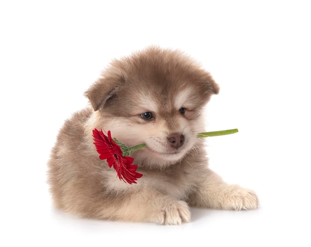 Puppy Finnish Lapphund in front of white background