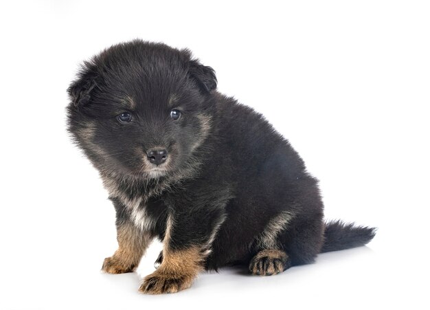 Puppy Finnish Lapphund in front of white wall