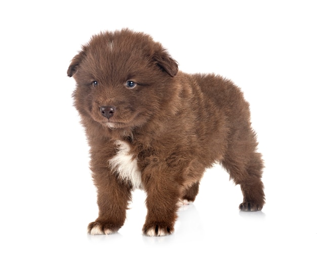 Puppy Finnish Lapphund isolated on white