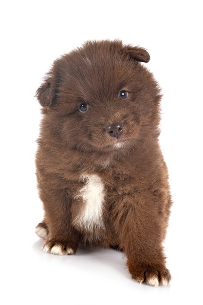 Puppy Finnish Lapphund isolated on white